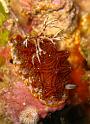 Halgerda tessellata
